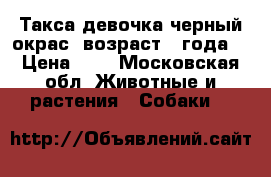 Такса девочка черный окрас, возраст 3 года. › Цена ­ 1 - Московская обл. Животные и растения » Собаки   